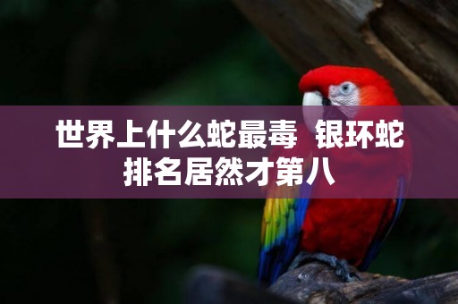 世界上什么蛇最毒  銀環蛇排名居然才第八
