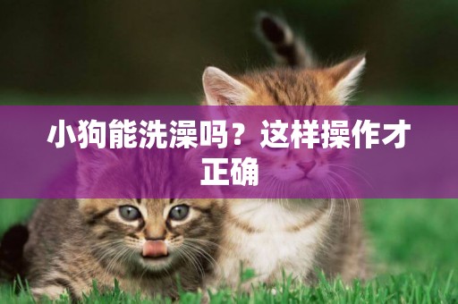 小狗能洗澡嗎？這樣操作才正確
