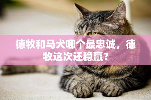 德牧和馬犬哪個最忠誠，德牧這次還穩贏？