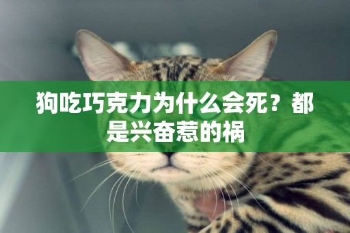 狗吃巧克力為什么會死？都是興奮惹的禍