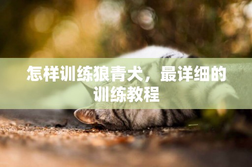 怎樣訓練狼青犬，最詳細的訓練教程