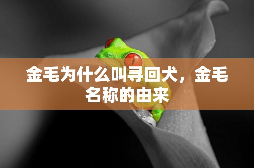 金毛為什么叫尋回犬，金毛名稱的由來