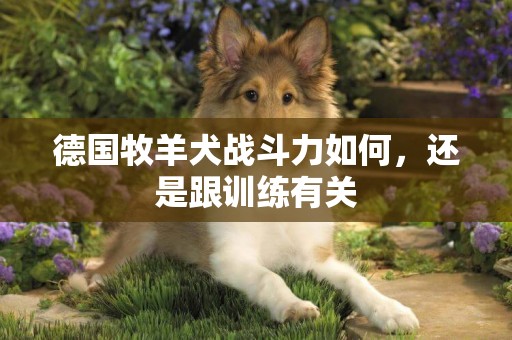 德國牧羊犬戰斗力如何，還是跟訓練有關