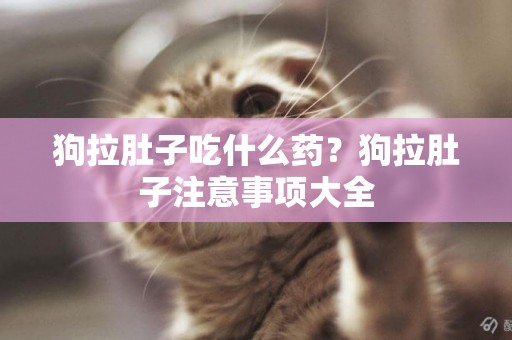 狗拉肚子吃什么藥？狗拉肚子注意事項大全