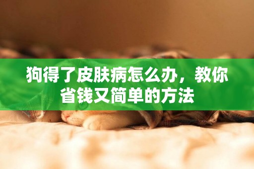 狗得了皮膚病怎么辦，教你省錢又簡單的方法