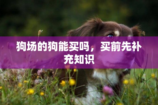 狗場的狗能買嗎，買前先補充知識