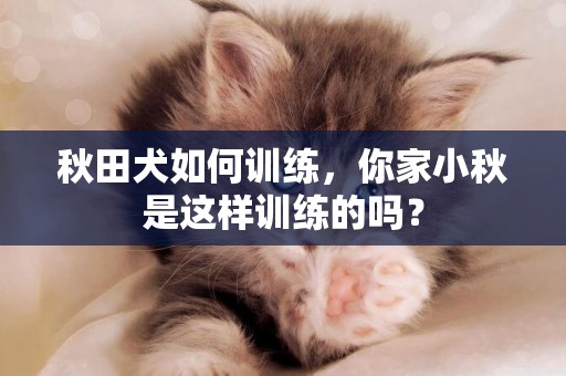 秋田犬如何訓練，你家小秋是這樣訓練的嗎？