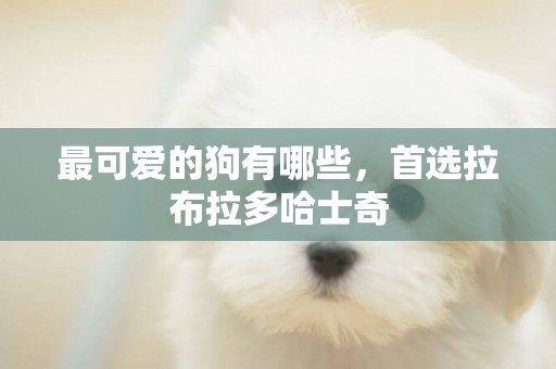 最可愛的狗有哪些，首選拉布拉多哈士奇