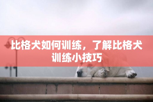 比格犬如何訓練，了解比格犬訓練小技巧