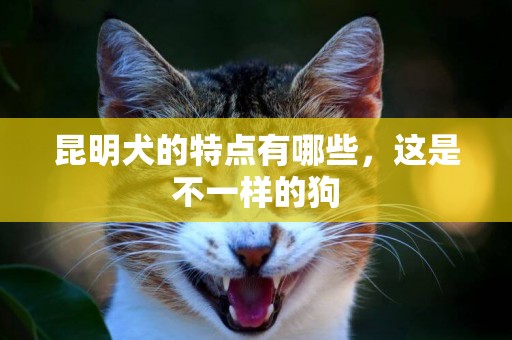 昆明犬的特點有哪些，這是不一樣的狗