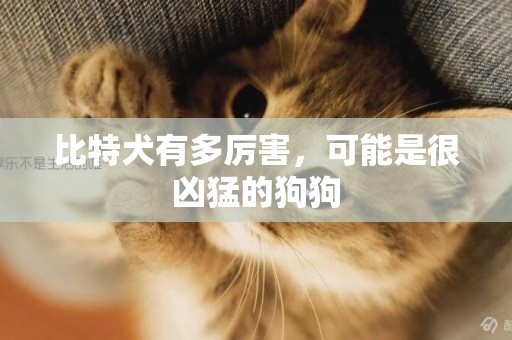 比特犬有多厲害，可能是很兇猛的狗狗