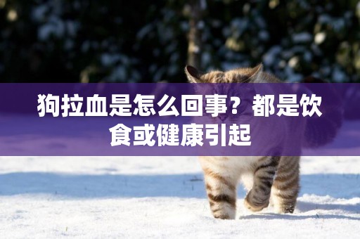 狗拉血是怎么回事？都是飲食或健康引起