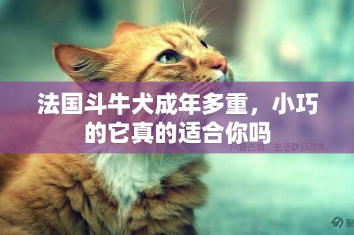 法國斗牛犬成年多重，小巧的它真的適合你嗎