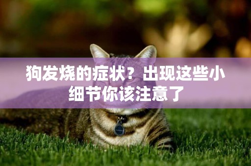 狗發燒的癥狀？出現這些小細節你該注意了