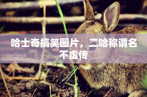 哈士奇搞笑圖片，二哈稱謂名不虛傳