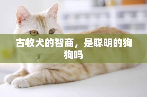 古牧犬的智商，是聰明的狗狗嗎