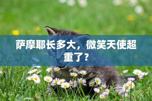薩摩耶長多大，微笑天使超重了？