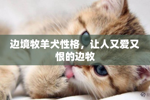 邊境牧羊犬性格，讓人又愛又恨的邊牧