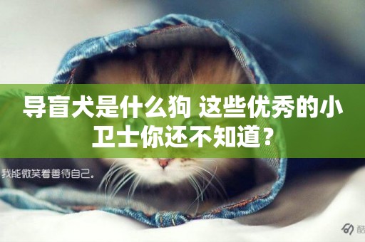 導盲犬是什么狗 這些優秀的小衛士你還不知道？