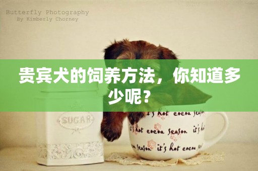 貴賓犬的飼養方法，你知道多少呢？