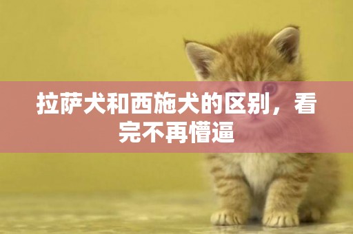 拉薩犬和西施犬的區別，看完不再懵逼