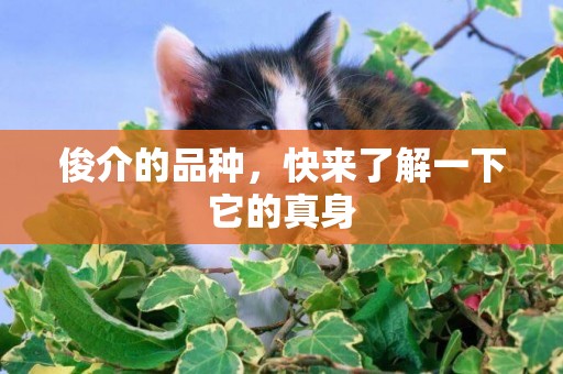 俊介的品種，快來了解一下它的真身