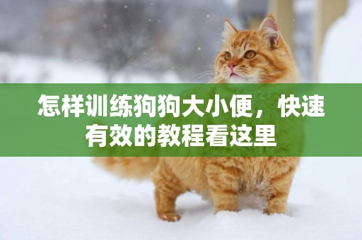 怎樣訓練狗狗大小便，快速有效的教程看這里