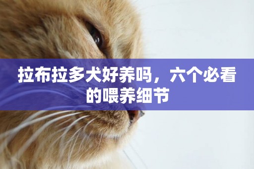 拉布拉多犬好養嗎，六個必看的喂養細節