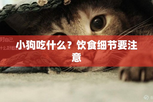小狗吃什么？飲食細節要注意