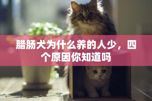 臘腸犬為什么養的人少，四個原因你知道嗎