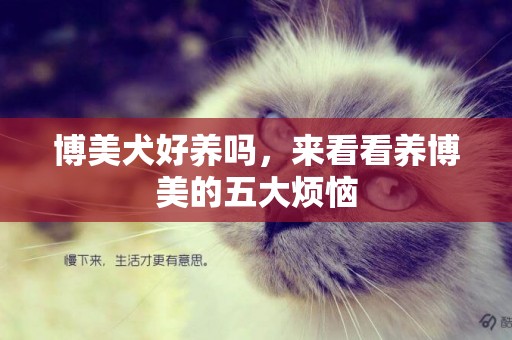 博美犬好養嗎，來看看養博美的五大煩惱