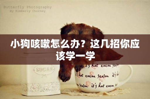 小狗咳嗽怎么辦？這幾招你應該學一學