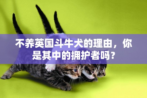 不養英國斗牛犬的理由，你是其中的擁護者嗎？