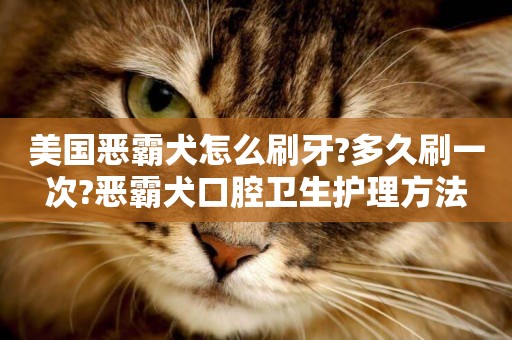 美國惡霸犬怎么刷牙?多久刷一次?惡霸犬口腔衛生護理方法