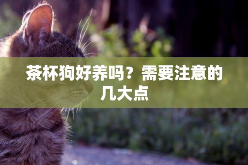 茶杯狗好養嗎？需要注意的幾大點