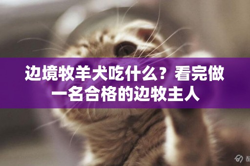 邊境牧羊犬吃什么？看完做一名合格的邊牧主人