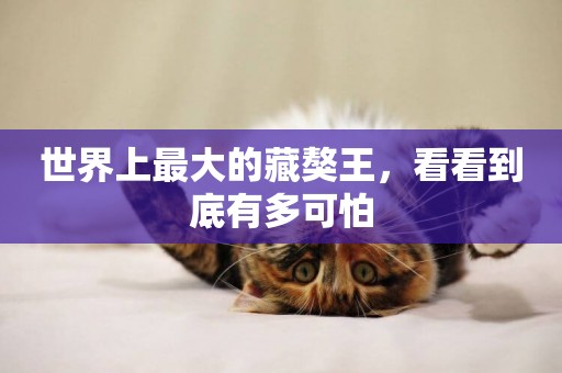 世界上最大的藏獒王，看看到底有多可怕