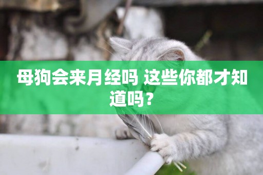 母狗會來月經嗎 這些你都才知道嗎？