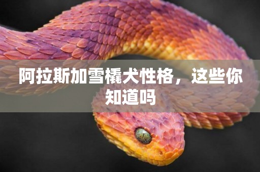 阿拉斯加雪橇犬性格，這些你知道嗎