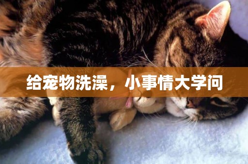 給寵物洗澡，小事情大學問