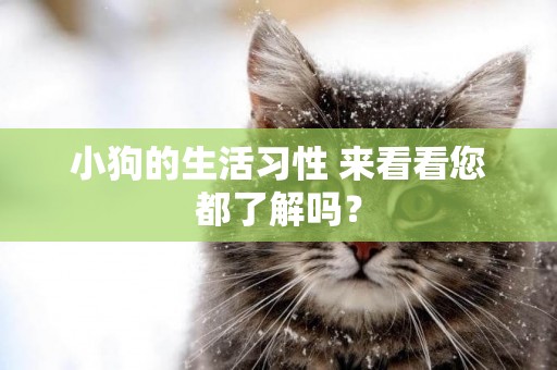小狗的生活習性 來看看您都了解嗎？