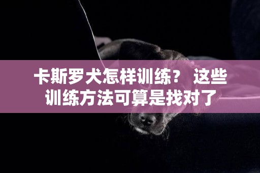 卡斯羅犬怎樣訓練？ 這些訓練方法可算是找對了