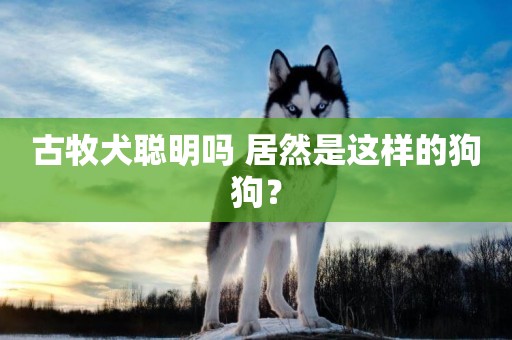 古牧犬聰明嗎 居然是這樣的狗狗？