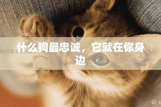 什么狗最忠誠，它就在你身邊