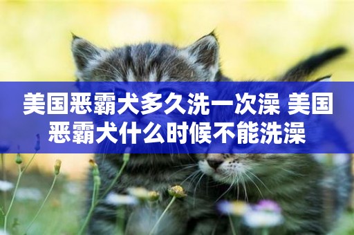 美國惡霸犬多久洗一次澡 美國惡霸犬什么時候不能洗澡