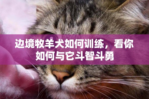 邊境牧羊犬如何訓練，看你如何與它斗智斗勇