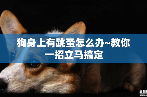 狗身上有跳蚤怎么辦~教你一招立馬搞定