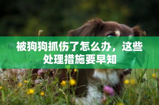 被狗狗抓傷了怎么辦，這些處理措施要早知