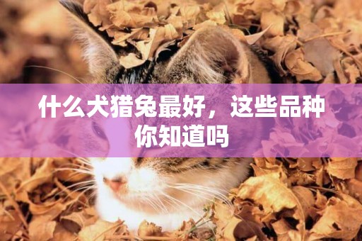 什么犬獵兔最好，這些品種你知道嗎