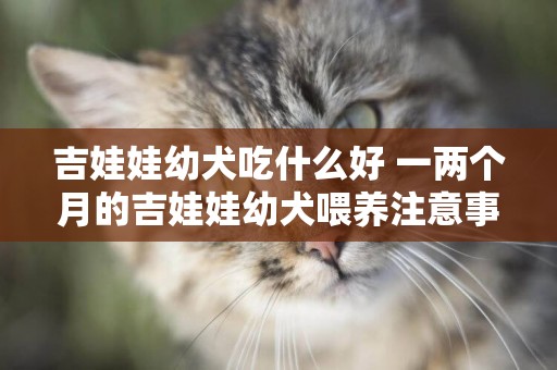 吉娃娃幼犬吃什么好 一兩個月的吉娃娃幼犬喂養注意事項